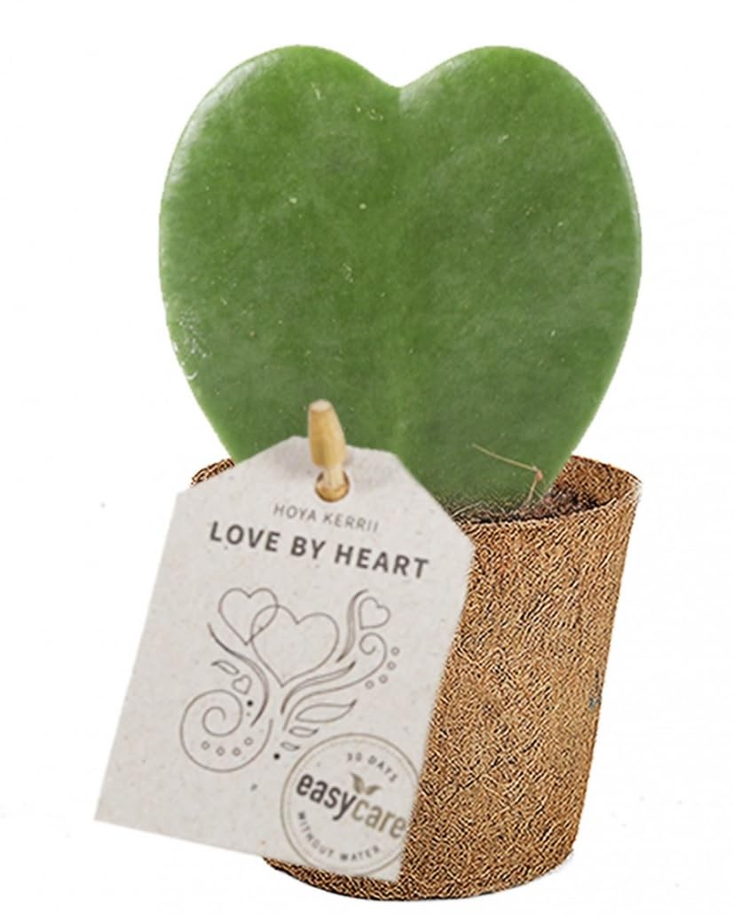 Hoya Kerrii Love Heart - Single Rooted Leaf Plant in 6cm Pot 12cmheight