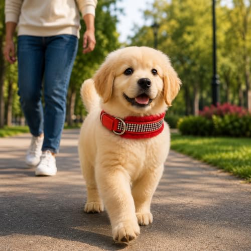Image of Nylon Dog Neck Belt Collar Combo Set, Adjustable Size, Durable Material, Comfy Soft Fur Padded for 35+ Kilograms Dogs (XL, Blue, Red, Pack of 2)