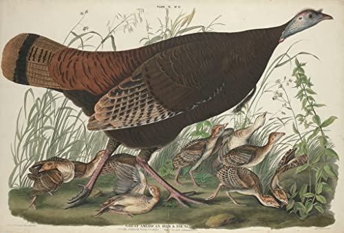 Peinture d'Art d'Affiche John Audubon - Impression Grand Format Poule et Jeune 60x90