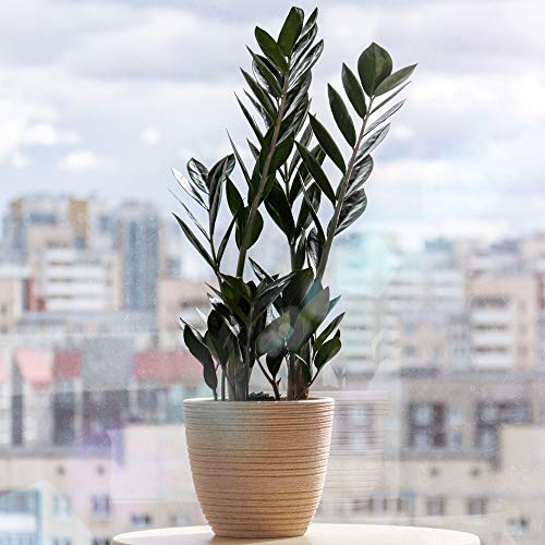 Zamioculcas Raven - Black ZZ Plant | 30-40cm Potted | Best Indoor Plants
