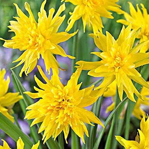 5 x Narcissus Rip Van Winkle â€“ Spring Flowering Bulbs