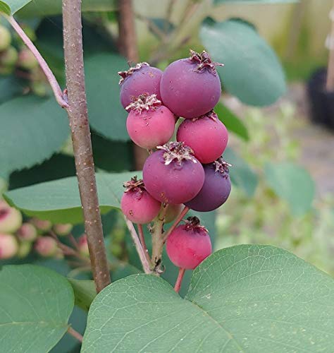 Felsenbirne `Smoky, großfrüchtige Sorte, Amelanchier alnifolia, 60-80cm...