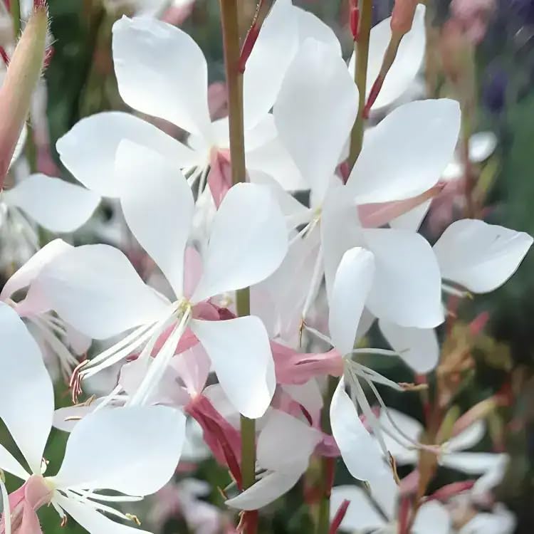 Gaura lindheimeri ‘Karalee White’ | Perennial that is Ready to Plant Out | Comes Back Every Year (Hardy) | Flowers from Summer to Autumn Loved by Bees | Middleton Nurseries (1L(11cm))