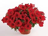 30 SEMI PETUNIA 'Surfinia Deep Red''' semi freschi
