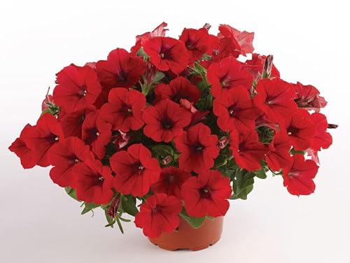 30 SEMI PETUNIA 'Surfinia Deep Red''" semi freschi