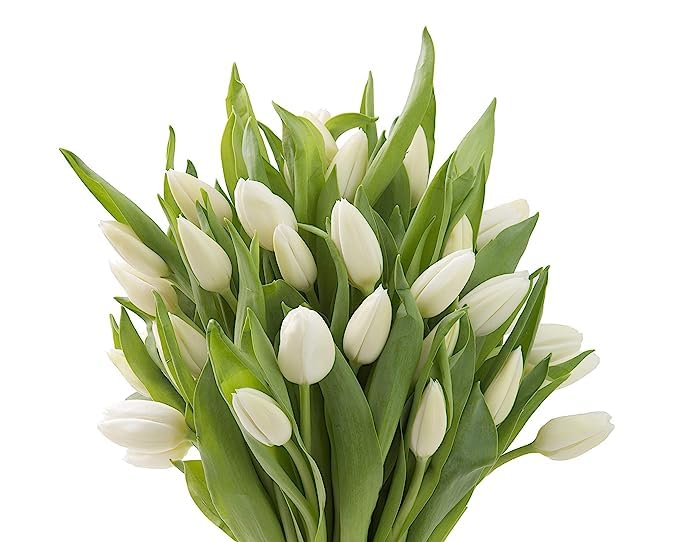 Image of KaBloom-30 White Tulip Bouquet,Flowers for Valentine, Mother's Day