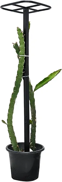 Yohsnor Dragon Fruit Trellis for Climbing Plants 50 * 12inches – Durable Metal Vertical Support Frame for Outdoor Gardens, Easy to Assemble, Stylish Design – Ideal Gift for Plant Enthusiasts