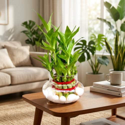 PlantsMart Two Layer Lucky Bamboo with Glass Pot - Image 3