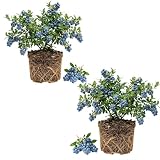 Set of 2 Blueberry Plant Live, Blueberry Bushes Live Plant, Blueberries Fruit Tree, 4 to 7 inches in Height for Growing (Emerald Blueberry)