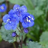 David's Garden Seeds Flower Native California Bluebells D3301 (Blue) 500 Non-GMO, Heirloom Seeds