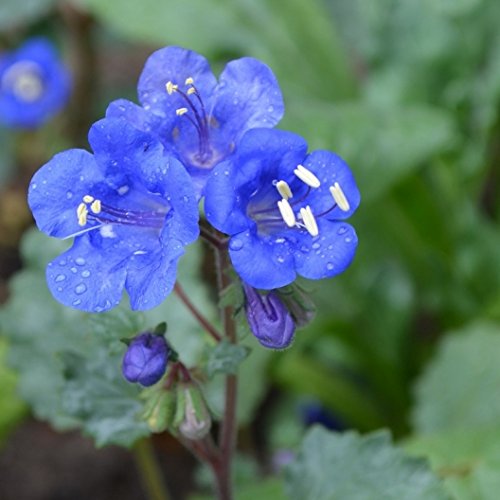 David's Garden Seeds Flower Native California Bluebells D3301 (Blue) 500 Non-GMO, Heirloom Seeds David's Garden Seeds Flower Native California Bluebells D3301 (Blue) 500 Non-GMO, Heirloom Seeds