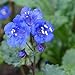 David's Garden Seeds Wildflower California Bluebells DGS3301A (Blue) 500 Open Pollinated Seeds