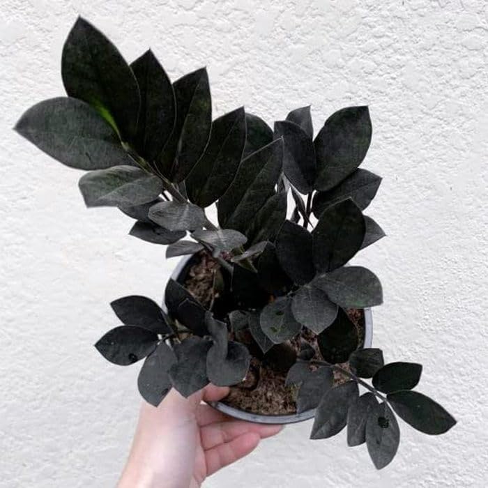 OhhSome Gurden Indoor Black Zz Plant(1 Plant)