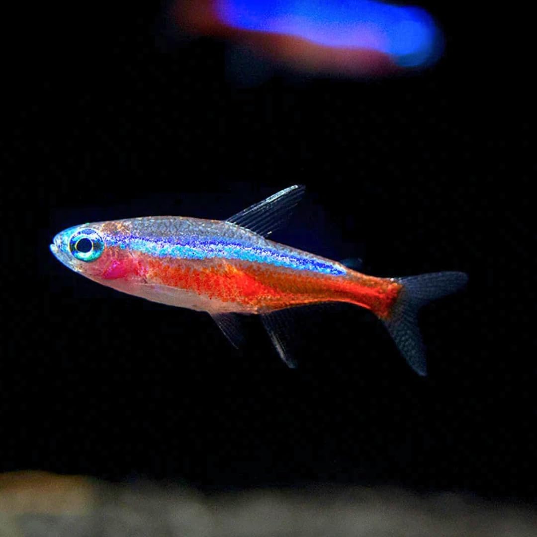 ハオルチアオブツーサ錦 子株いっぱい付き 極上斑入り個体美苗 発根済み