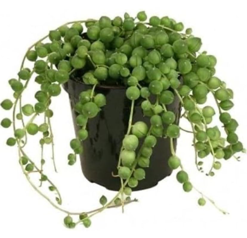 Green String Of Pearls Live Plant With Black Pot (B0CS7GG9ZC) Amazon Price History, Amazon Price Tracker