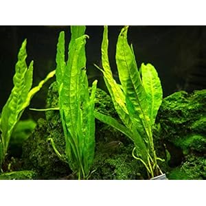 Generic Fresh Fern Waterplant zaden voor planten 100st groen 2