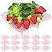 GouZaak 16 Pack Square Strawberry Supports Stand for Garden Strawberry Growing Racks for Keeping Garden Strawberry Clean (Pink)