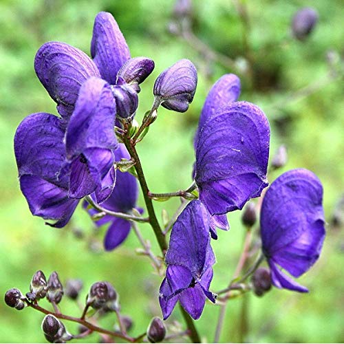 6 x Blauer Eisenhut – Aconitum napellus – Topf 9x9 cm – Winterharte Staude mit eleganten blauen Blütenähren