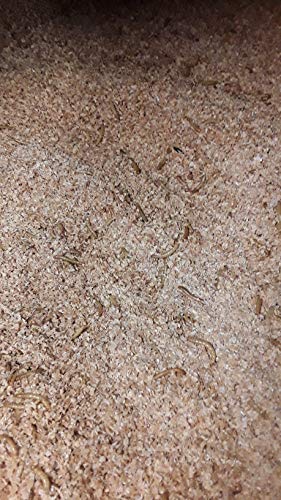Josh's Frogs Mealworm & Superworm Wheat Bran Bedding and Food Source (5 Quarts) - Image 5