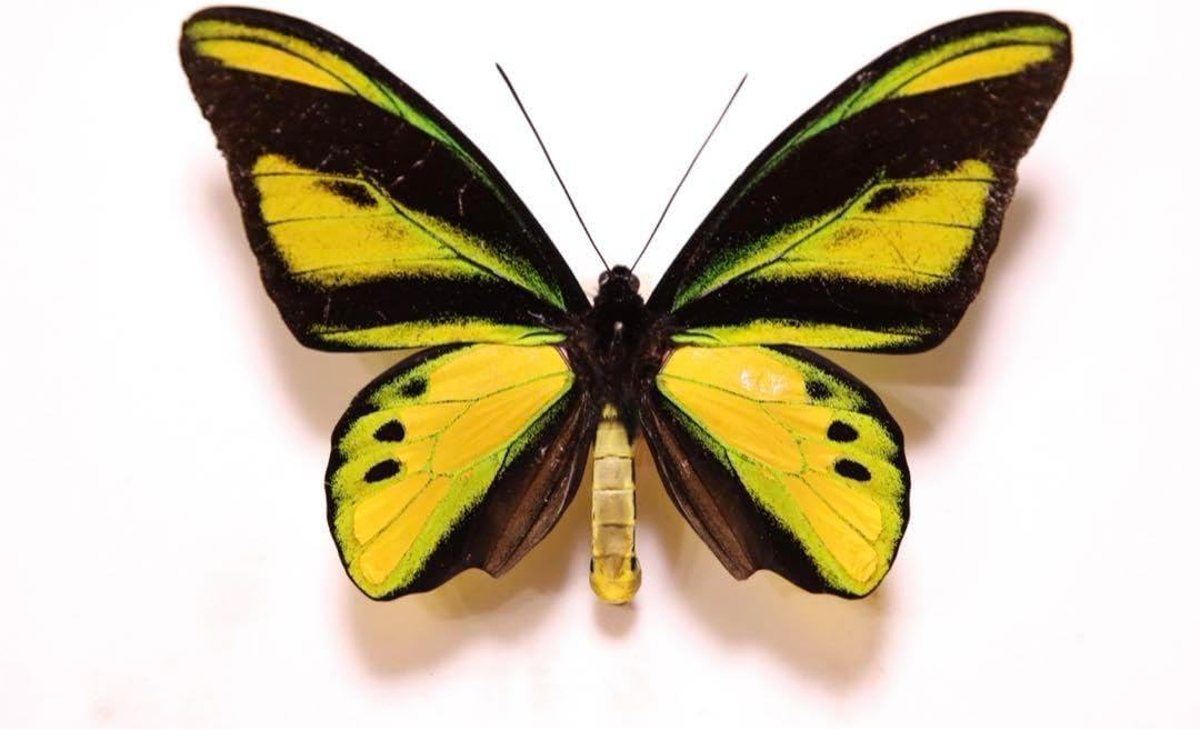 キマエラトリバネアゲハ標本2