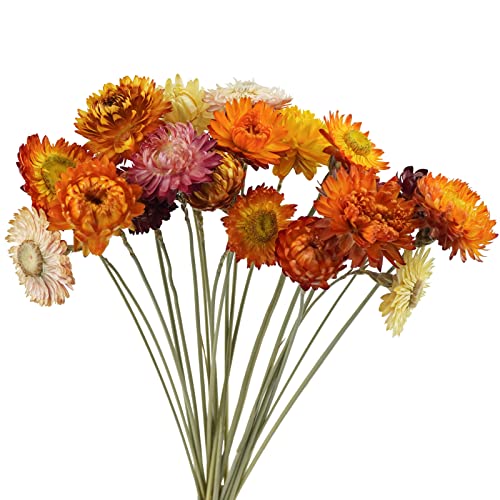Phliofd 20PCS Natural Dried Daisy Mums Flowers, 16.9in Dried Daisies Mums Chrysanthemum Dried Orange Flowers Arrangements for Vase Home Farmhouse Wedding DIY Table Centerpiece Décor (Purple Yellow)