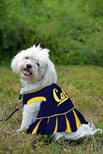 NCAA-California-Golden-Bears-Berkeley-Dog-Cheerleader-Outfit-X-Small