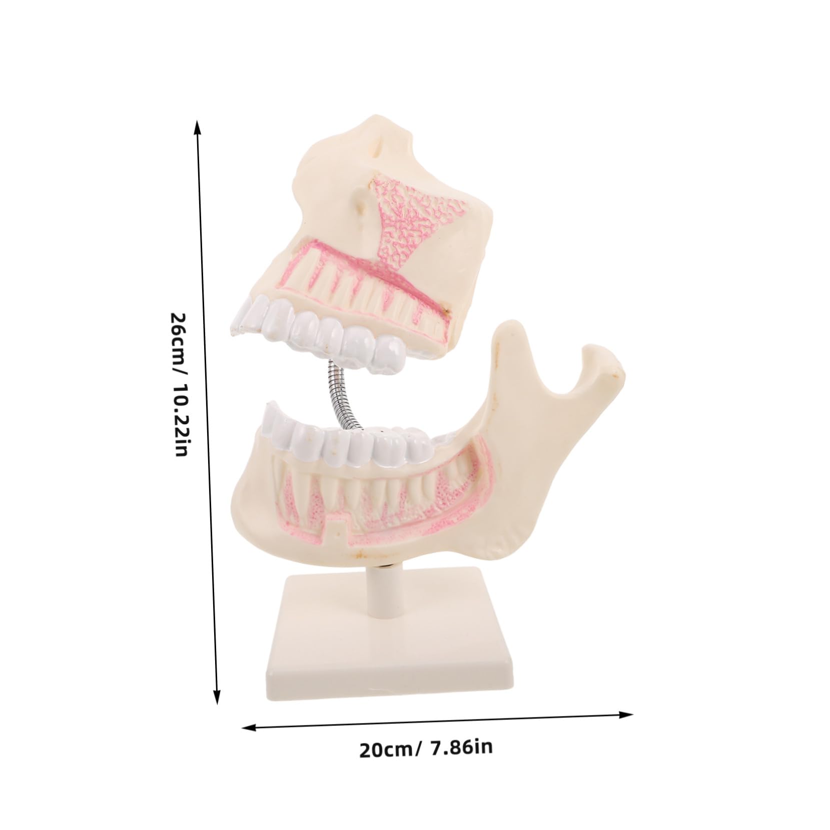 Mobestech Modello in Plastica per Pratica Odontoiatrica Strumento Dimostrativo per Insegnamento e Studio Rappresentazione Anatomica Accurata per Studenti e Tecnici