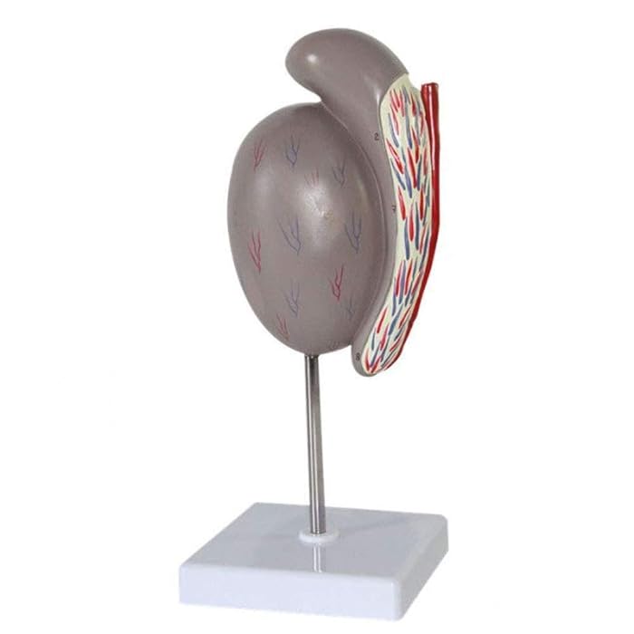 Buy 3.5fold testicles anatomical model, human testis internal and