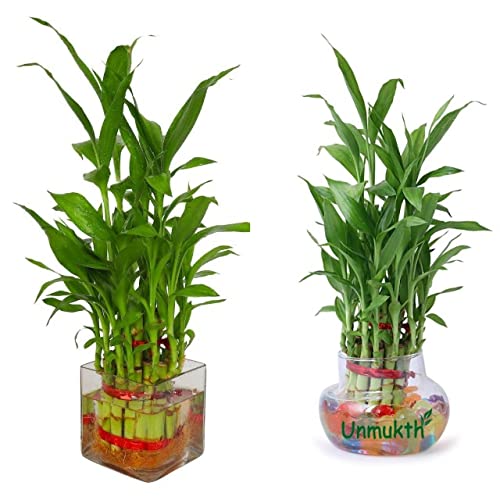 Unmukth Two Layer Lucky Bamboo Plant with Square & Round Glass Bowl, Colored Jelly Balls | Perfect for Home & Office Décor | Feng Shui Indoor Plant Gift (Pack of 2-Square & Rectangle Glass)