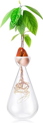 Miniatura 1 de Jarrón de cristal con forma de gota, maceta de iniciación de semillas de germinación de interior Gartely Kit de cultivo de árbol de aguacate, maceta