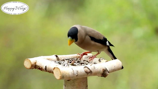 Buy Happy Wings Mix Seed Bird Food for Parrots, African Grey