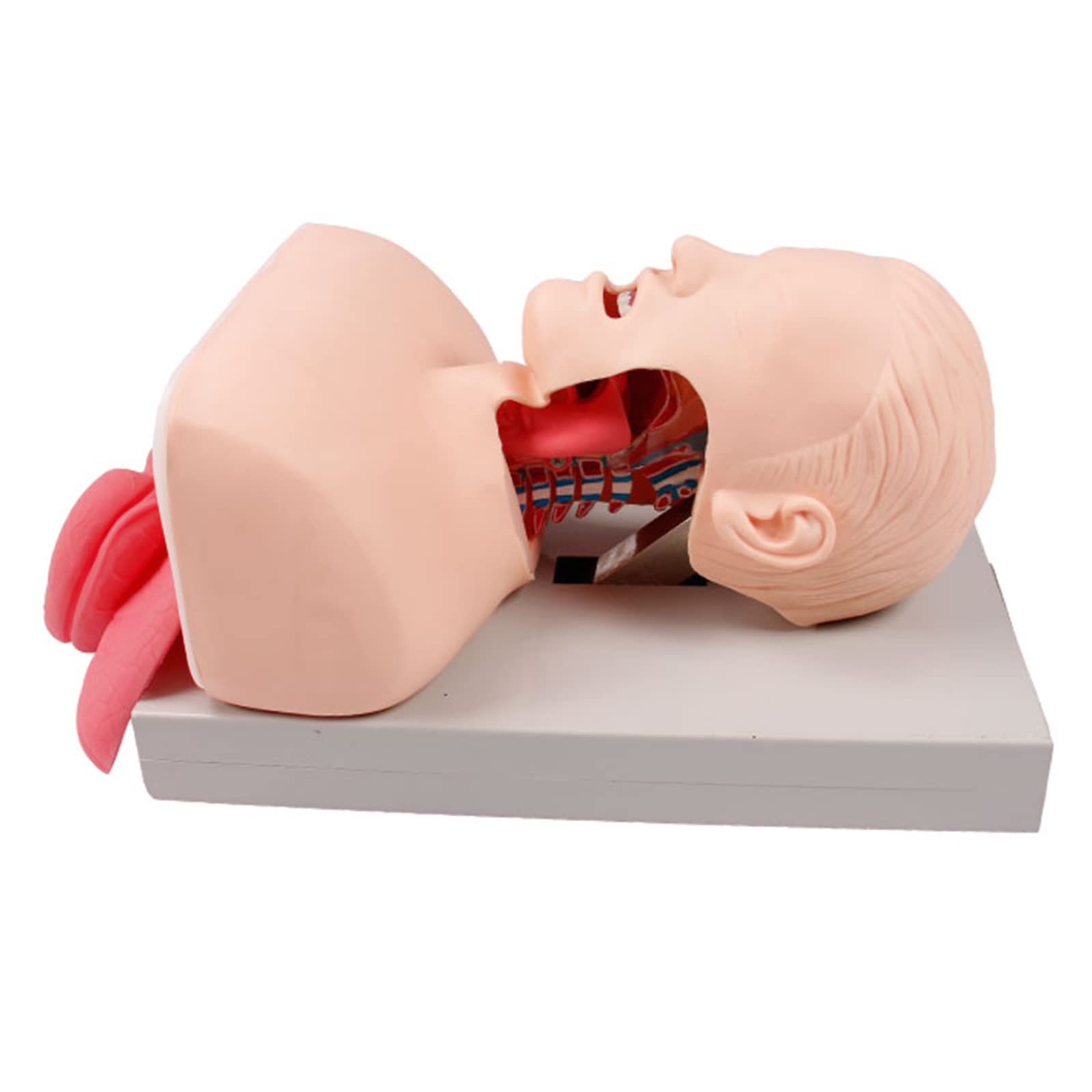 Sjdopulse Medical Teaching Training Tracheal Intubation Training Model, Manikin Teaching Model Nursing Teaching Simulator, Human Anatomy For Nursing Models