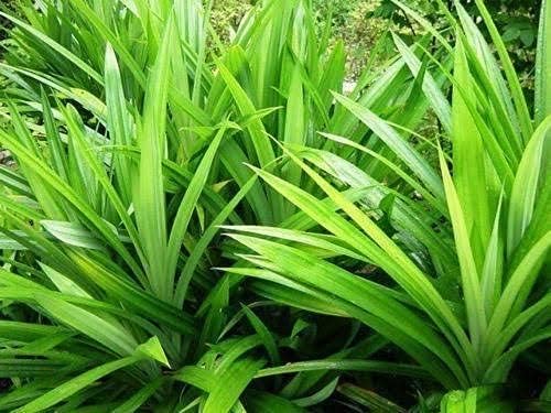 Pandanus amaryllifolius,Basmati Plant, Pandan Plant,Rambha Plant,Biryani leaves Plant,Rampe,Ramba Healthy Live Plant 1 Healthy Bushy Plant In Grow-Bag. (B0DDJTH9C5) Amazon Price History, Amazon Price Tracker