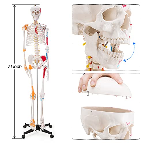 Image of Ultrassist Life Size Anatomical Skeleton Replica with Spinal Nerves, Muscle Insertion and Origin Points, Joint Ligaments, Human Skeleton Model for Human Skeleton Anatomy Study, Includes Rolling Stand