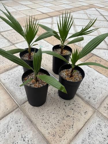 観葉植物 ワシントンヤシ」の人気商品一覧 | 安い商品を通販サイトから