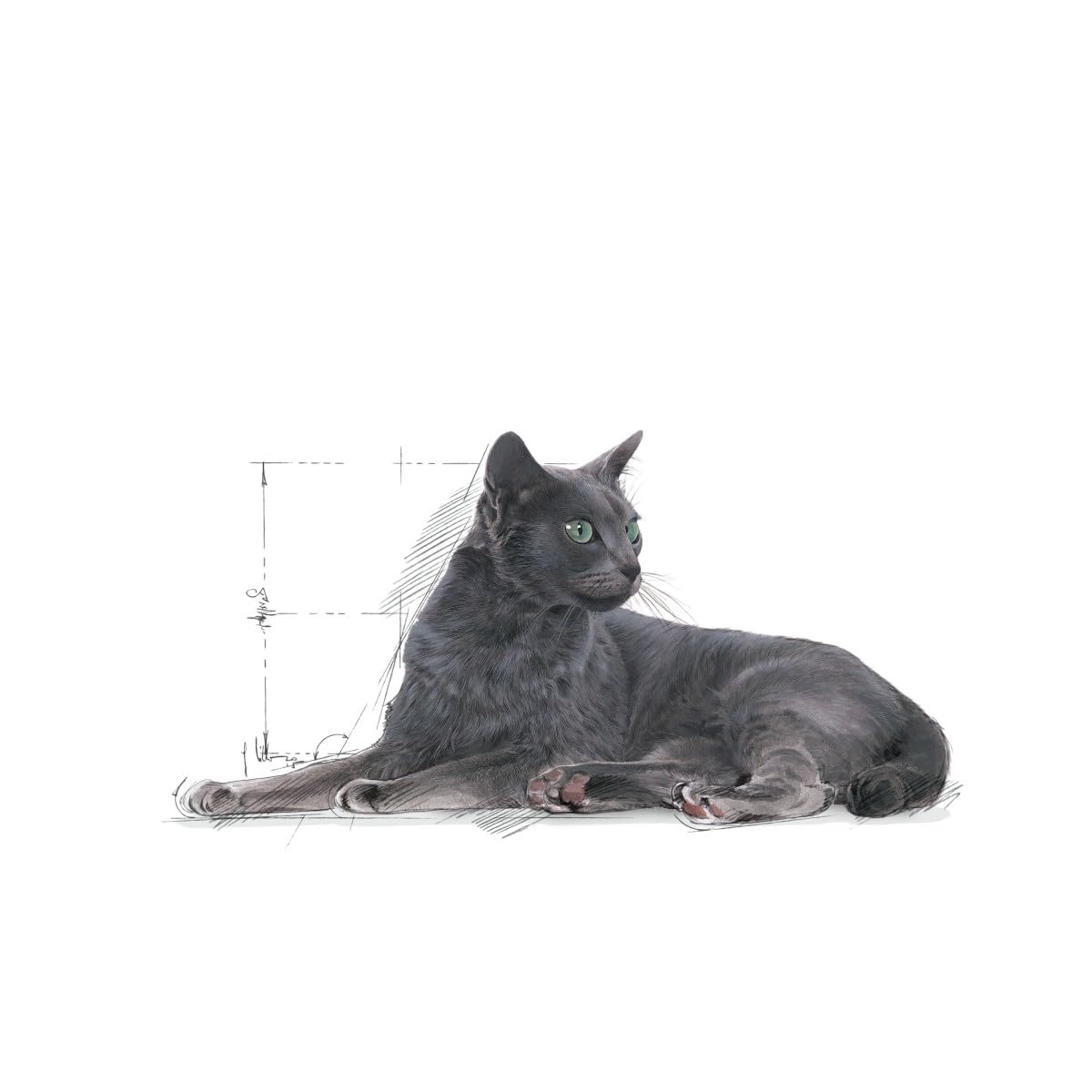 Royal Canin C-584637 Sterilised +7 - 3.5 Kg