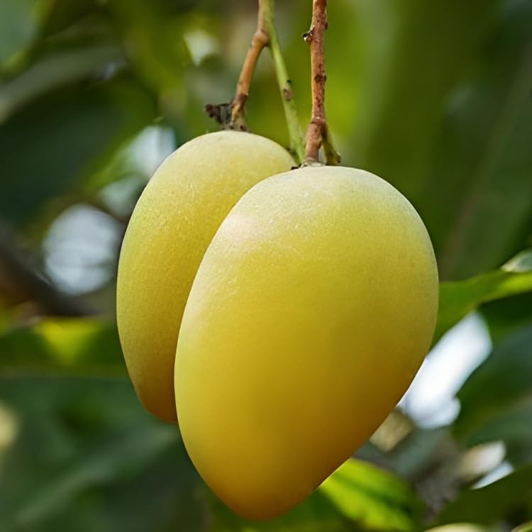 Image of Combo 2 ''Bhagalpuri Mango Tree Hybrid inch Original Desi Delicious Huge Productivity Rare Mango Fruit Grafted Live Plant Plant For Home Garden