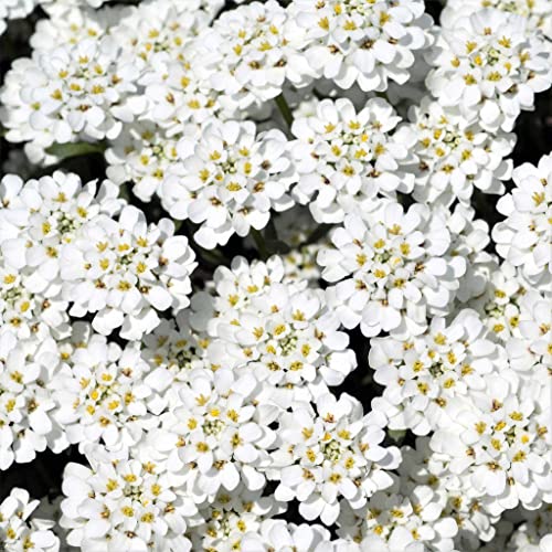 Candytuft Seeds - Empress - 1 Ounce - White Flower Seeds, Heirloom Seed Attracts Bees, Attracts Butterflies, Attracts Pollinators, Edible, Extended Bloom Time, Fragrant, Container Garden #TOP2