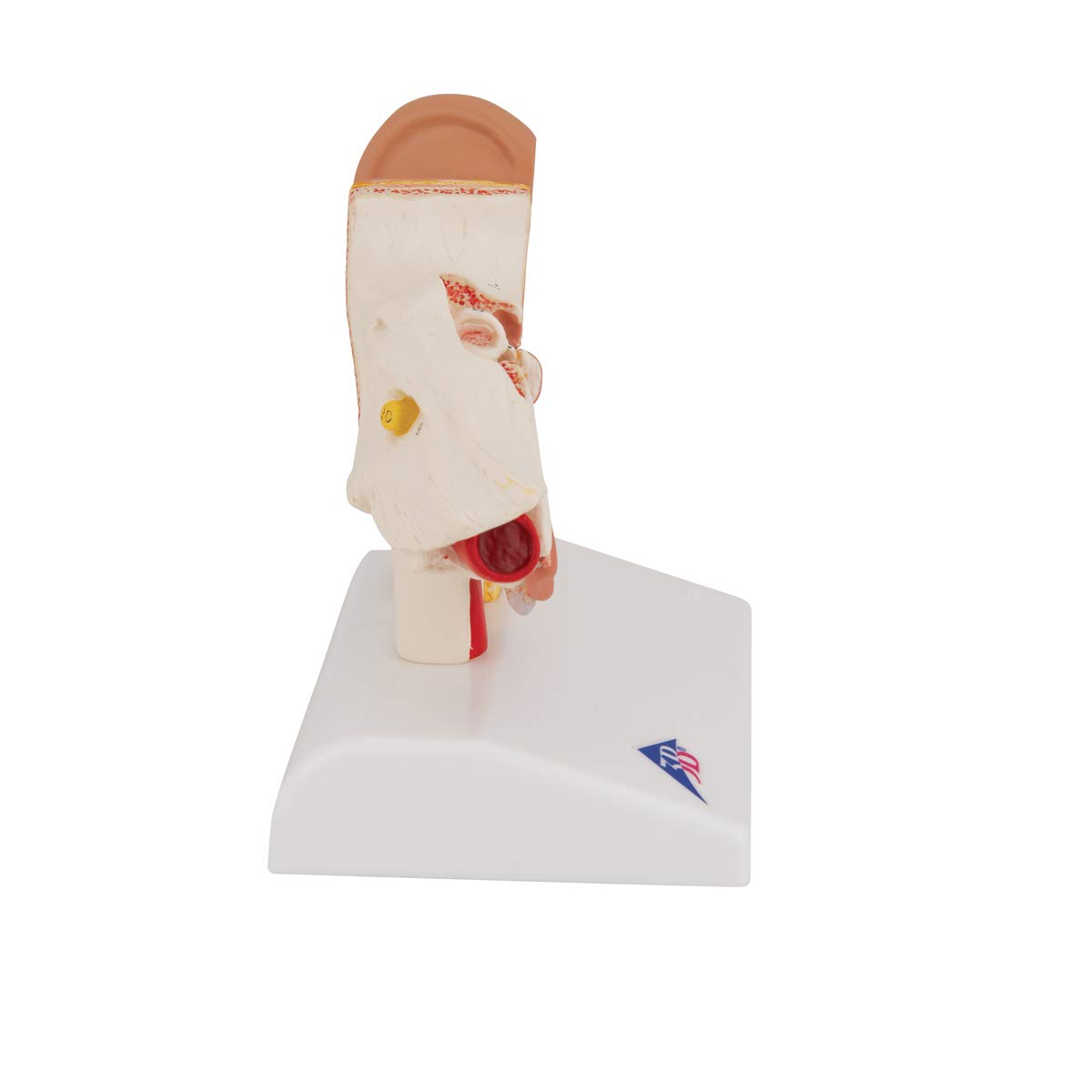 3B Scientific E12 Modello di Orecchio da Scrivania, Ingrandito 1,5 Volte + software gratuito di anatomia - 3B Smart Anatomy