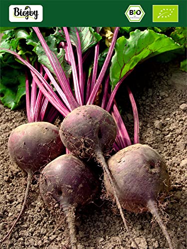 Biojoy BIO-Rote Beete Pulver (500 g), roh, Rote Beete gemahlen (Beta vulgaris)