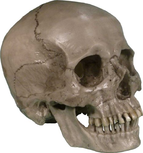 Authentic Life Size Replica Aged Relic Human Skull Reproduction In Crypt Dust Grey Color #3020-3093, By Nose Desserts #TOP3
