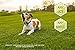 Downtown Pet Supply Citronella Rechargeable Bark Collar for Dogs - Humane No Shock No Bark Dog Training Collar Set with Citronella Spray - Anti Barking Dog Bark Deterrent - No Prong Collar