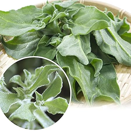 Amazon 国華園 種 野菜たね 菜類 アイスプラント 1袋 0 02ｇ 第4種郵便 21年秋商品 野菜
