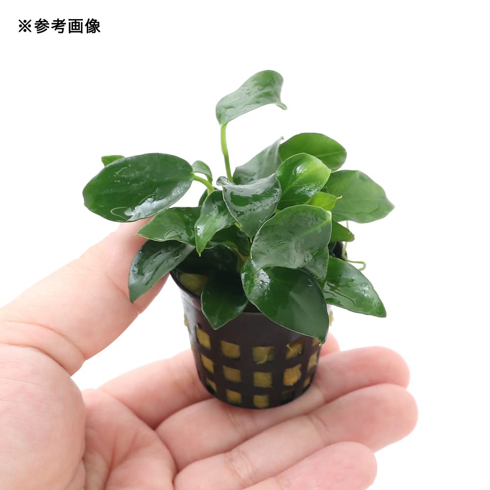 アヌビアス·ナナ　プチナナ　セット　陰性水草　水上葉 Amazon.co.jp: （水草）アヌビアスナナ プチ（水上葉）（5ポット分