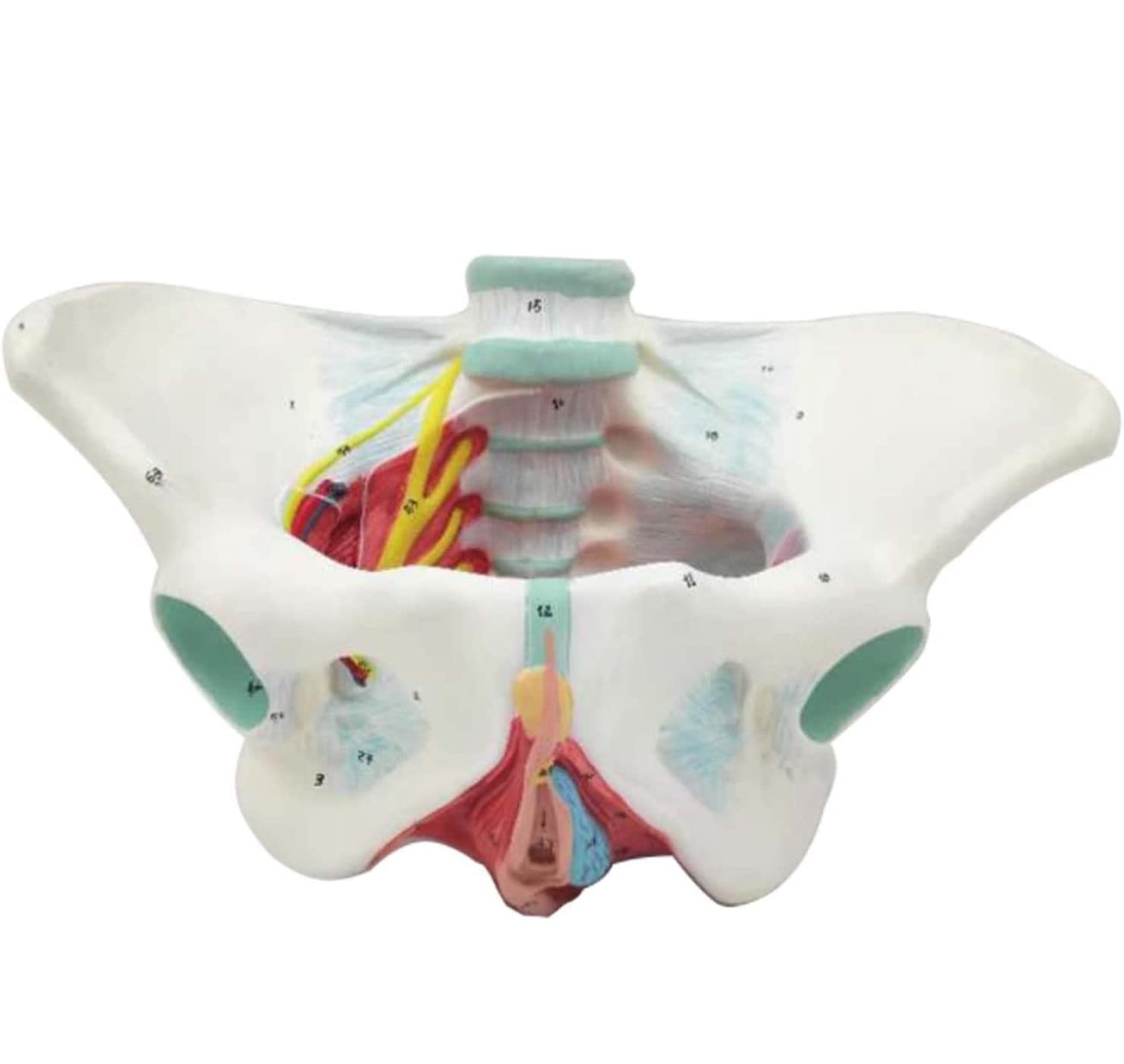 Modelo de anatomía Humana Modelo de Pelvis Femenino con músculos del Piso pélvico 1: 1 Equipo de educación médica Humana Equipo de educación anatómica Enseñanza médica 20 * 30 * 20 cm