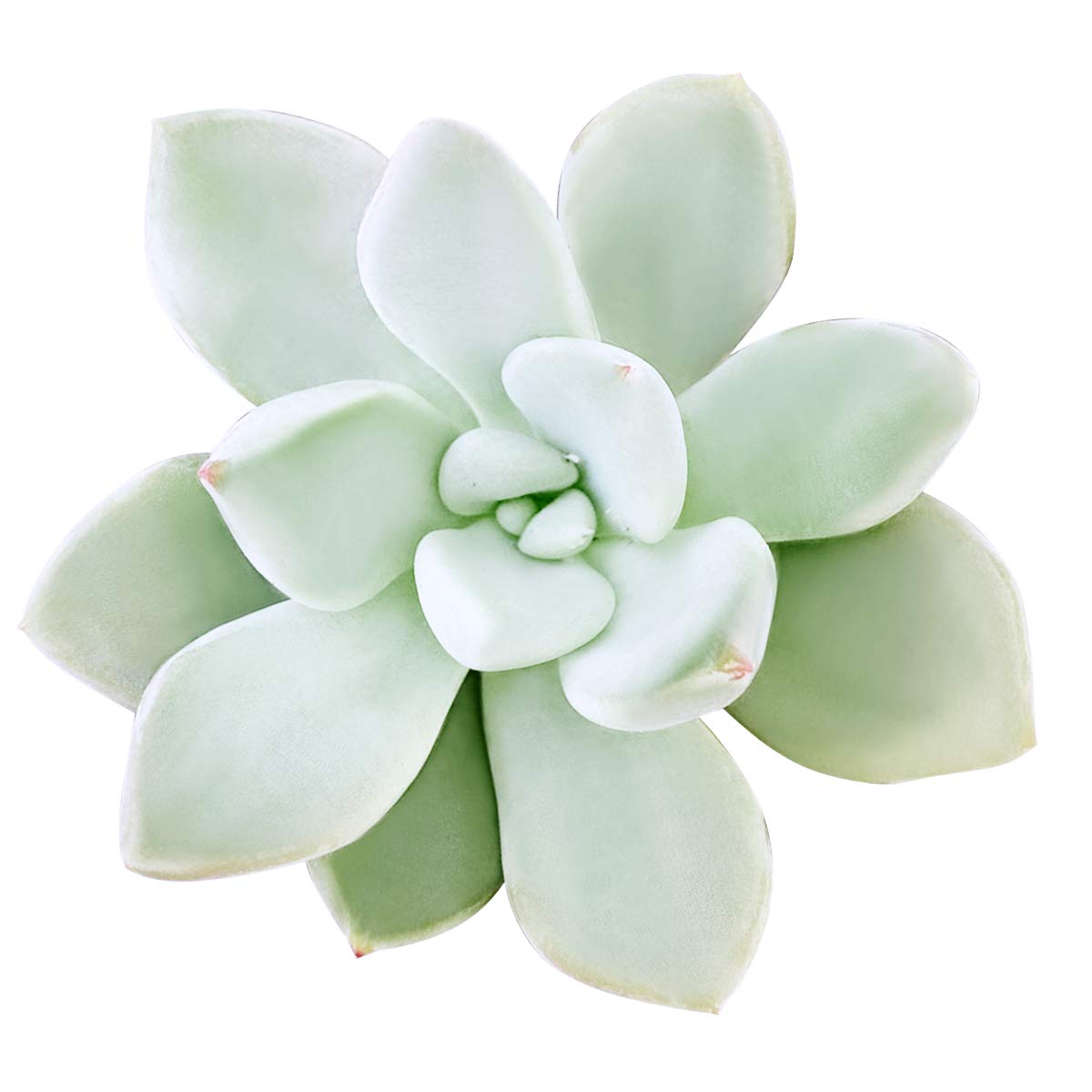 Pachyveria Haagei Succulent (2 inch)