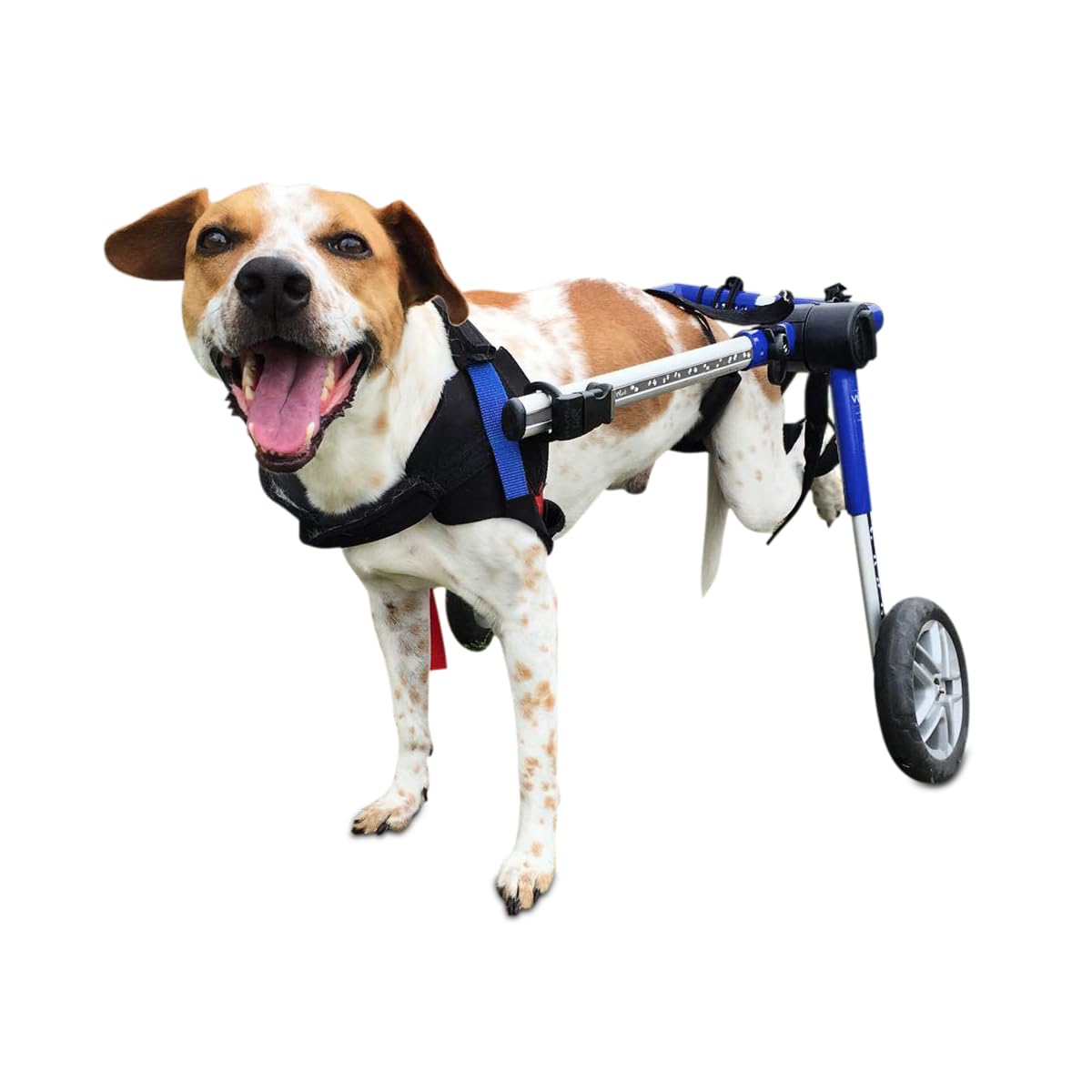 Walkin' Wheels Dog Wheelchair - for Medium Dogs 26-49 lbs - Veterinarian Approved - Dog Wheelchair for Back Legs