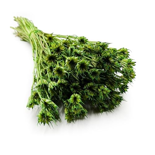 Enchanted Trockenblumen Dekogras Nigella Orientalis Kreuzkümmel Getrocknetes Gras Ziergras Natürlich Deko Grün