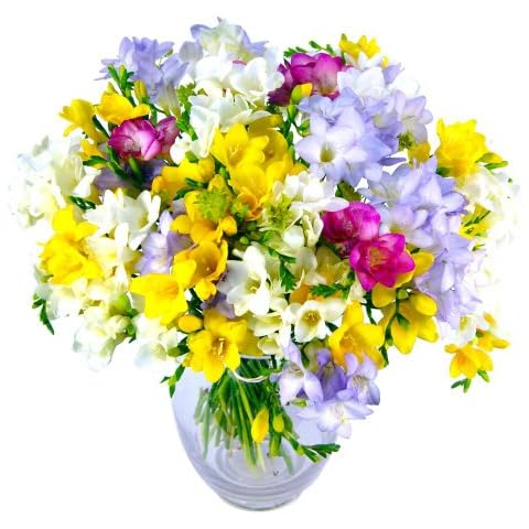 Clare Florist Freesia Fragrance Fresh Flower Bouquet Mixed Freesia Bouquet Beautifully Arranged - Perfect for Birthdays and Anniversaries Cover