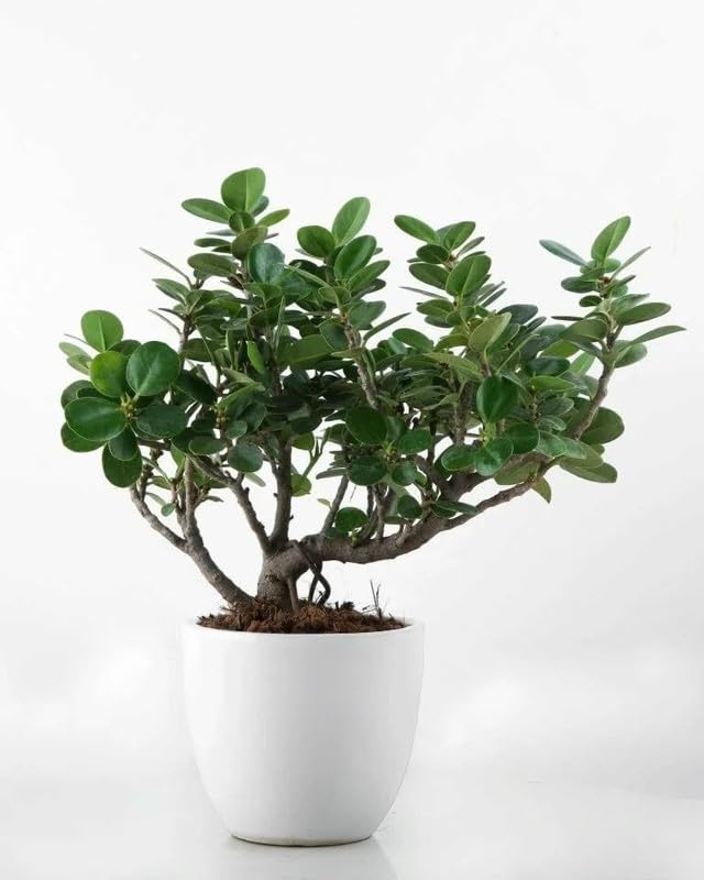 Ginseng Ficus Live Plant 5-7 Inch Mini Bonsai for Home Office (1 Live Healthy Plant)-image-18